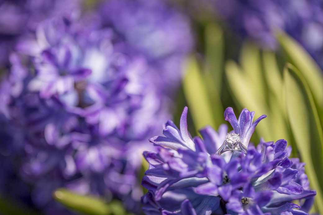 Contessa and Will's engagement photos in Old Town Alexandria, Virginia and Meadowlark Botanical Gardens, Vienna, Virginia. April 12, 2015