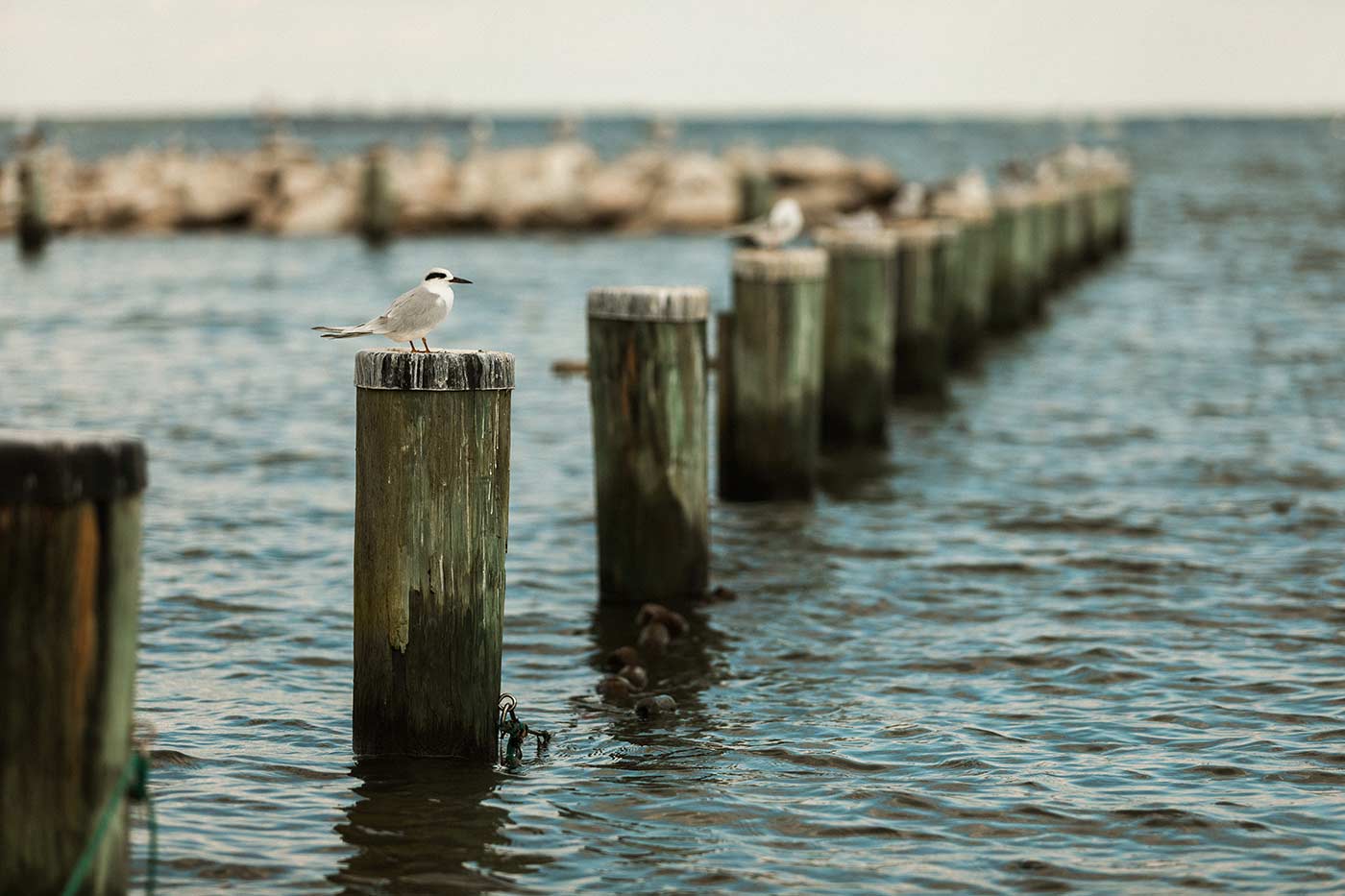 Black naped tern at Oyster Harbor Beach
