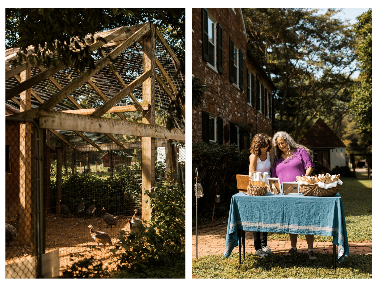 turkeys at farm wedding, family setting up wedding decor
