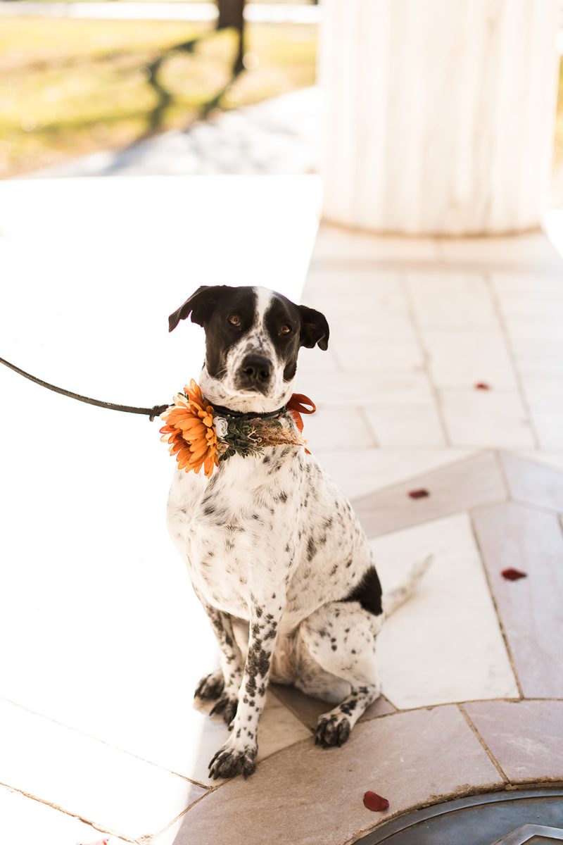 black and white dog wearing flower collar