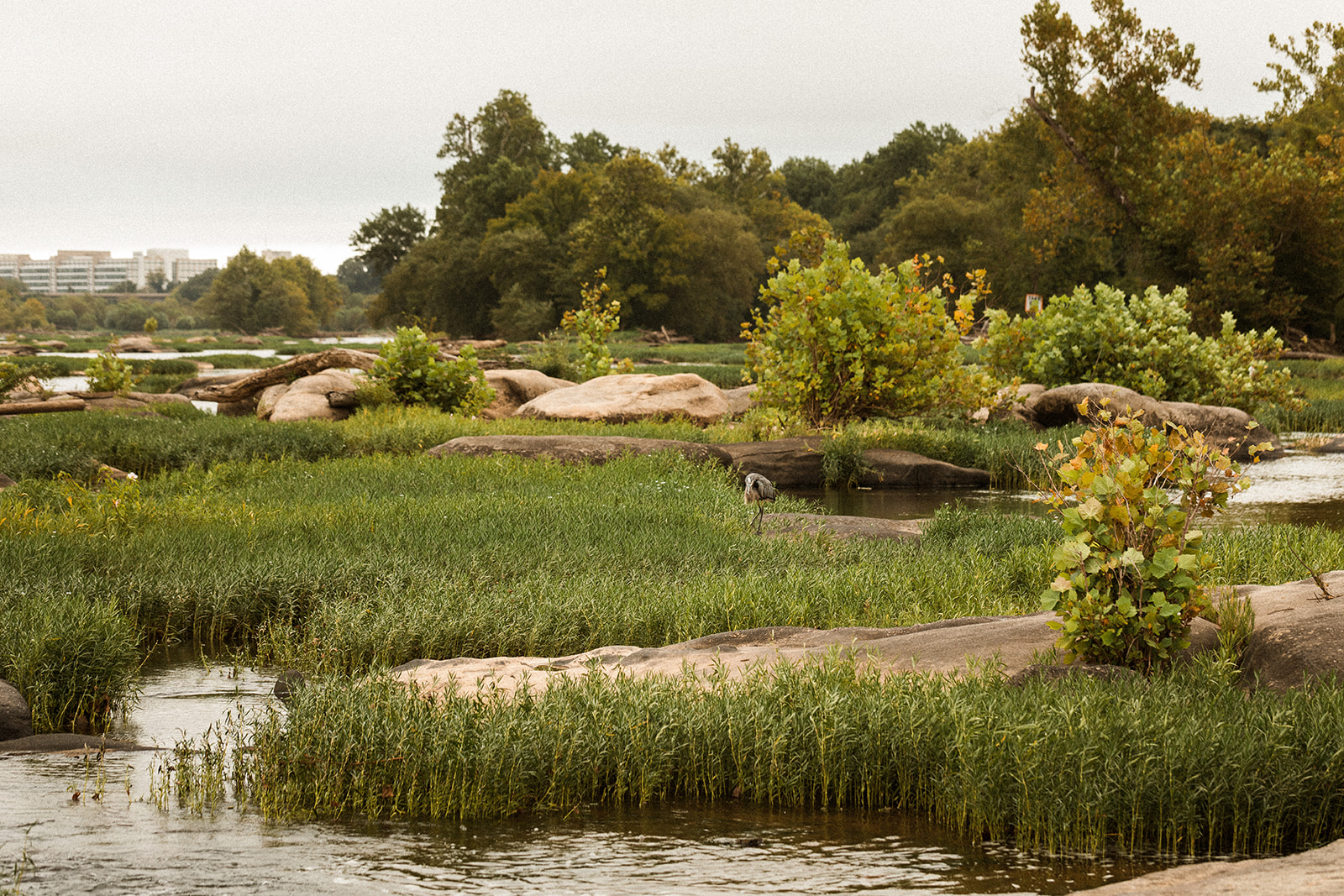 heron in grass near james river in richmond virginia