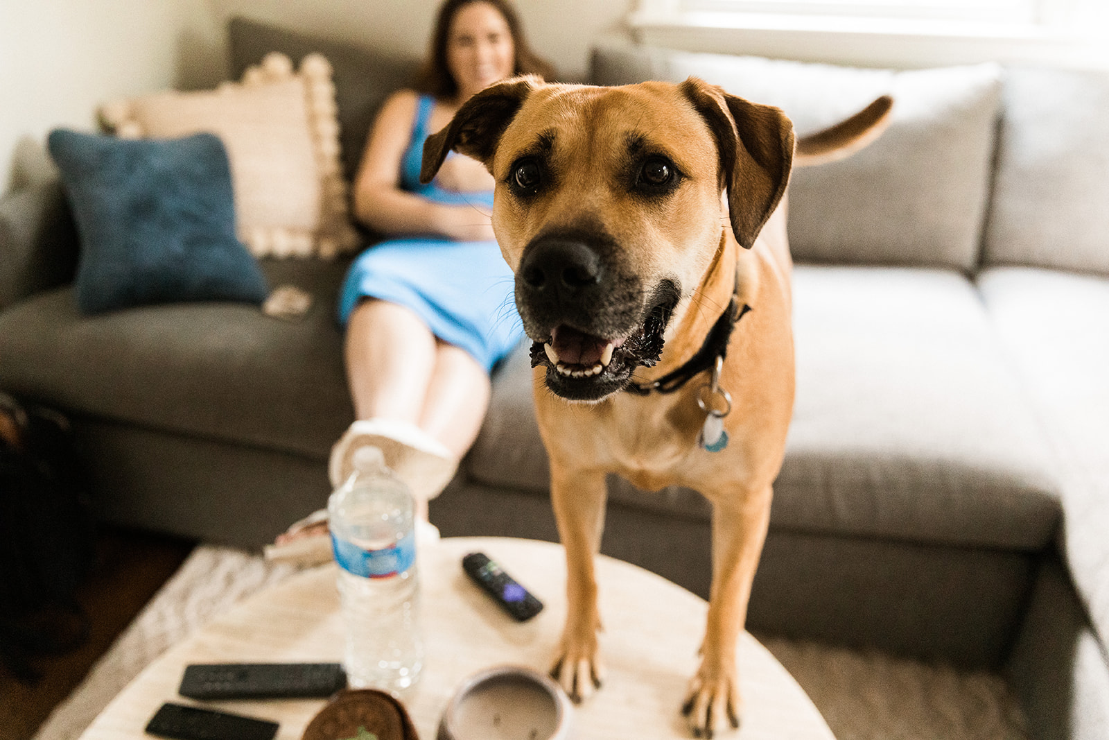 dog standing on coffee table with woman in the background on couch